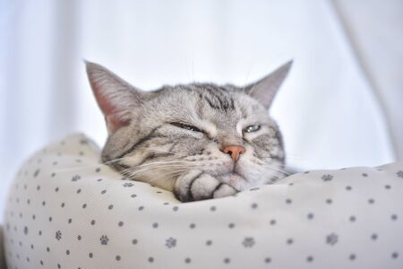 Sleepy cat in cat bedの写真素材
