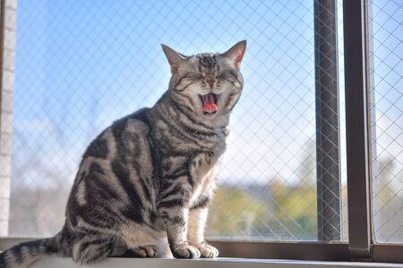 a cat that has a large stretch by the windowの写真素材