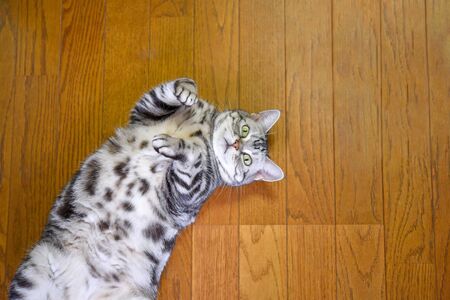 A cat with a camera eye sleeping on its backの写真素材