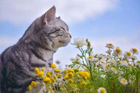Cat sniffing the scent of flowersの写真素材