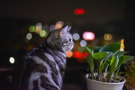 Cat looking at the night viewの写真素材