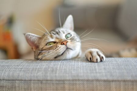 A cat that pops out of the sofaの写真素材