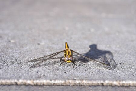Dragonfly on the wallの写真素材
