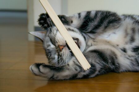 A cat in battle mode biting a stickの写真素材