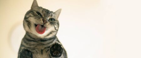 The cat licking the matatabi seen from the bottomの写真素材