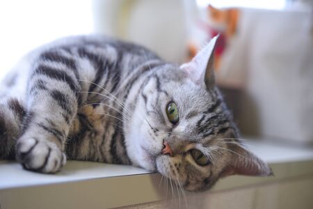 A cat full of cold boardsの写真素材