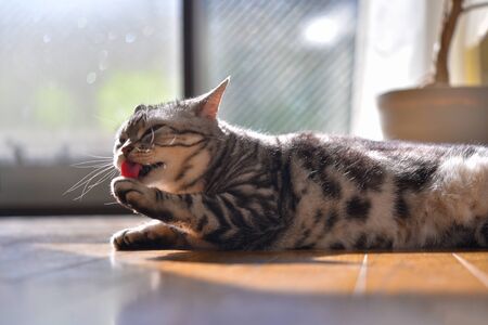 A cat that washes its face while sunbathingの写真素材