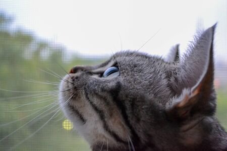 A cat looking up