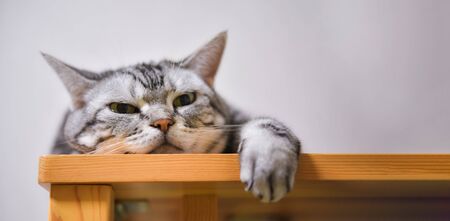 A cat that can be staggered at the edge of the tableの写真素材