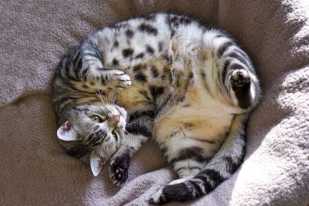a cat lying on its back on a blanket