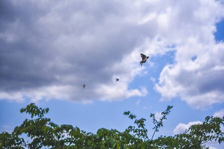 Blue sky and swallowsの写真素材