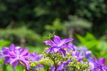 Hydrangea and mantisの写真素材