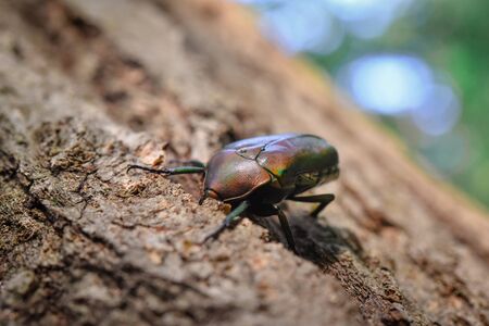 The beetle