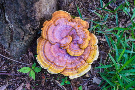 Mannentake (Reishi)の写真素材