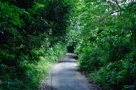 Wooden Tunnel Road