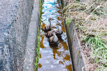 Children of duck swimming in gutters
