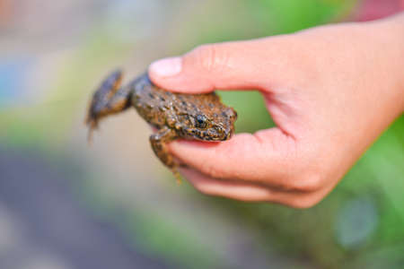 Frog catcher