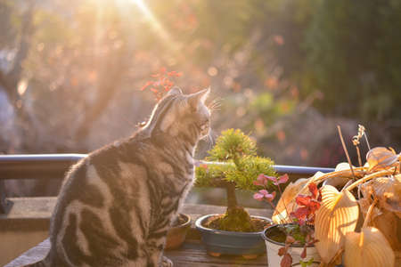 Cats hunting for autumn leavesの写真素材