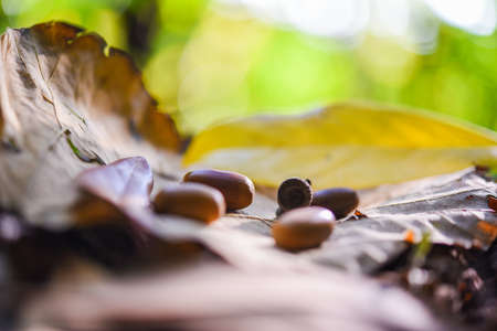 Acorns and Fallen Leavesの写真素材