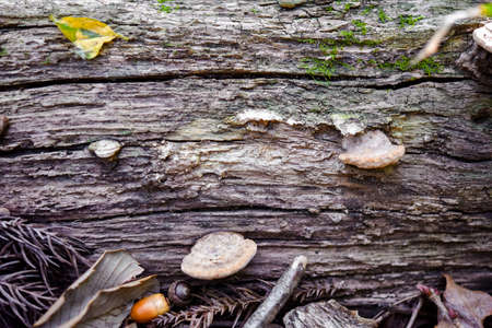 Fallen Trees in Autumnの写真素材