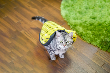 cat wearing a HANTENの写真素材