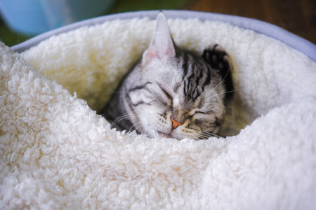 Cat in bed in winterの写真素材