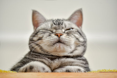 Low angle of cat sitting in a catの写真素材