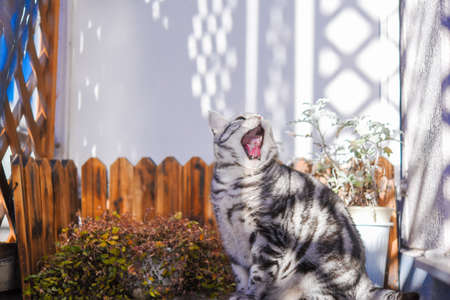Yawning catの写真素材