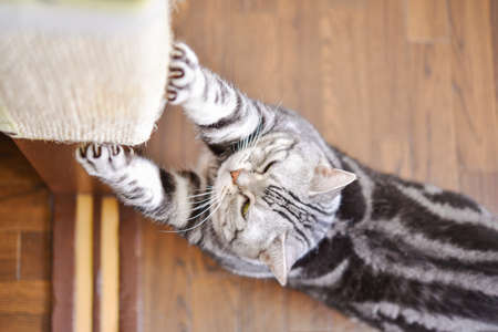 Cat clawing with pillarsの写真素材