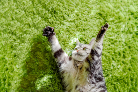 cat with Hurrayの写真素材