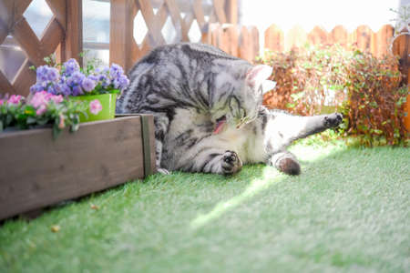Cat relaxing on spring