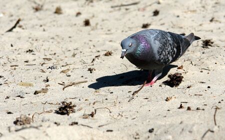 Dove on the beach of the Baltic Seaの写真素材