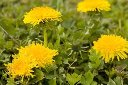Flower dandelions in the garden in early spring の写真素材