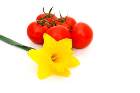 Yellow daffodil and tomatoes a white background                         の写真素材