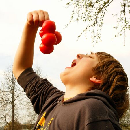 The boy wants to try the tasty tomato                          の写真素材