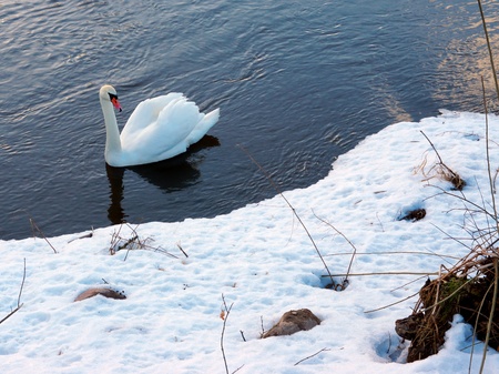 White swan swims on the river in winter の写真素材