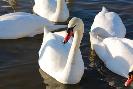 A flock of swans in the winter on the Baltic Sea の写真素材