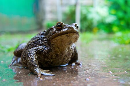 Close up of a large toad with the big eyesの写真素材