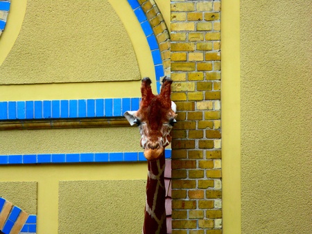 Giraffe at the zoo near their homes の写真素材