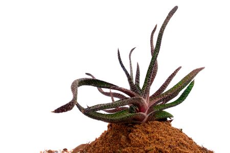 Cactus version in desert isolated on a white backgroundの写真素材