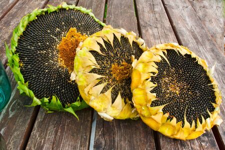 Three ripe sunflower on a wooden table の写真素材