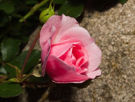 The blossom rose on a background of a natural stoneの写真素材