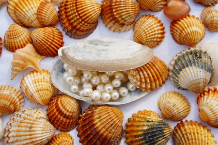 Various seashells with pearl in one of themの写真素材