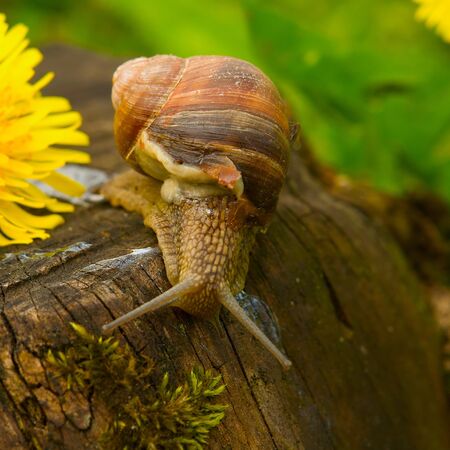 A common garden snail climbing on a stumpの写真素材