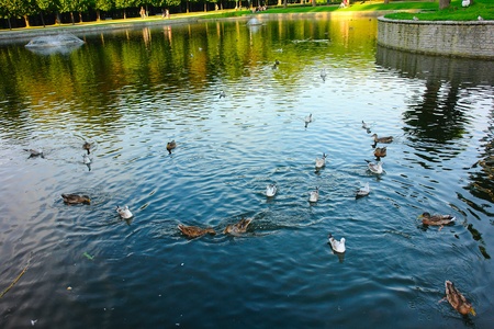 Ducks and gulls swimming in the pond at a park in the summerの写真素材