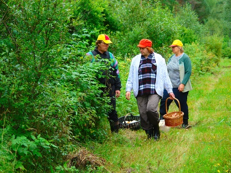 Older two women and men gather mushrooms in the forestの写真素材