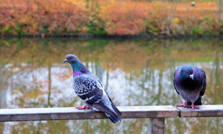 Two pigeon sitting on the handrail in a city parkの写真素材