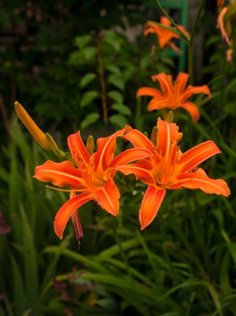 Daylily flowers blooming perennials in the colors red orange yellowの写真素材