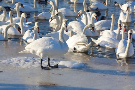 A flock of swans in the winter on the Baltic Sea の写真素材