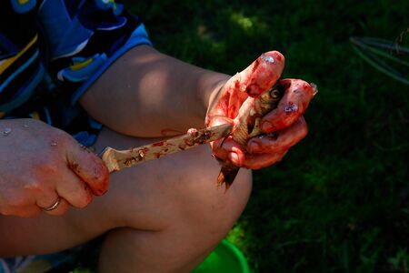 Woman preparing a river fish for cooking                                の写真素材